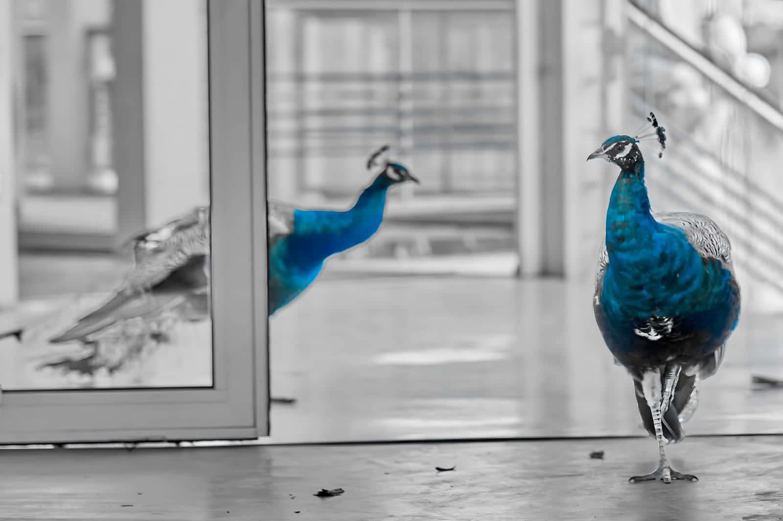 A majestic peacock with selective colour